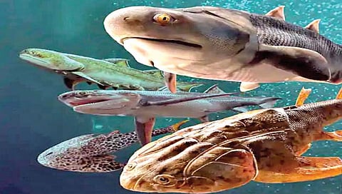 माणसाच्या दात, जबड्याचा विकास माशांपासून झाला?