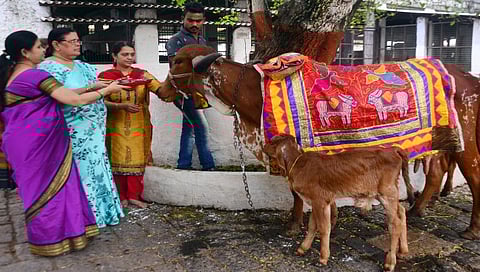 Dipotsav 2022 : नाशिककरांकडून गाय-वासराचे मनोभावे पूजन