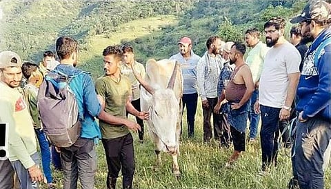 लक्ष्मीपूजनाच्या दिवशी सर्जा आला पुन्हा घरी..! पंचवीस दिवसांनंतर बैलाला दरीतून बाहेर काढण्यात यश