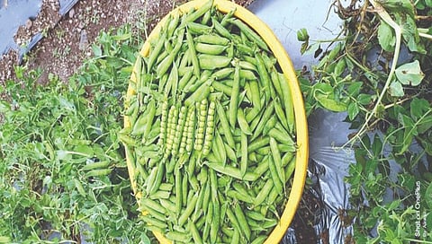 विषमुक्त वाटाणा,www.pudhari.news