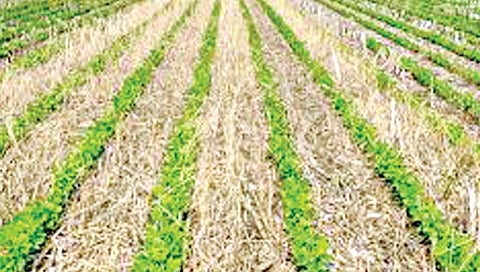 आच्छादन