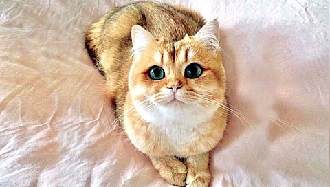 नऊ वर्षांनी हजार मैलांवर सापडले हरवलेले मांजर