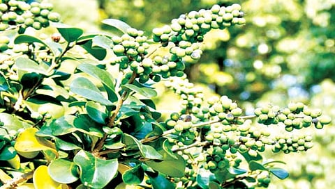 आरोग्यदायी गुग्गुळ शेतक-यांसाठी फायदेशीर, एकरी 48 हजारांचे अनुदान