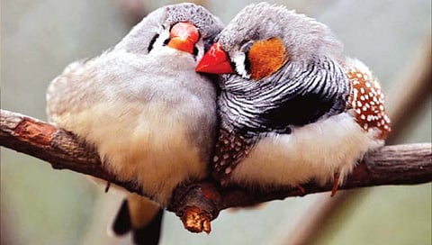 झोपल्यावर झाडावरून का पडत नाहीत पक्षी?