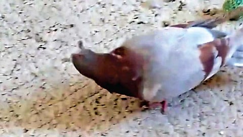 झॉम्बी कबूतर