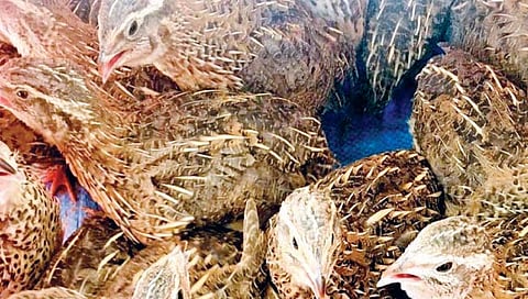 बटेर पालन व्यवसायातून मिळवा भरघोस उत्पन्न, जाणून घ्या अधिक