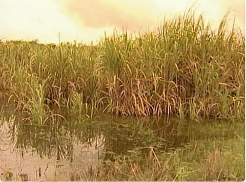 माळेगाव : पावसामुळे ऊस भुईसपाट, पंचनामे करून नुकसानभरपाई देण्याची शेतकर्‍यांची मागणी