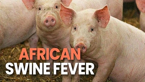 African swine fever | आफ्रिकन स्वाईन फिव्हर