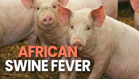 African Swine Flu : केरळमध्ये डुक्करांना आफ्रिकन स्वाईन फ्लूची बाधा; बाधित डुक्करांना ठार मारणार