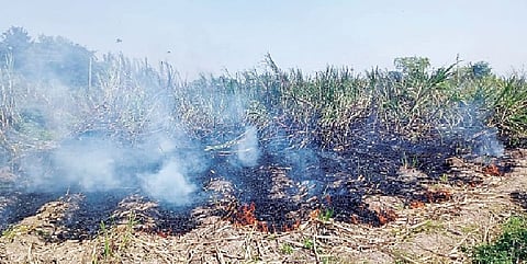 वाणेवाडीत साडेतीन एकर ऊस जळून खाक