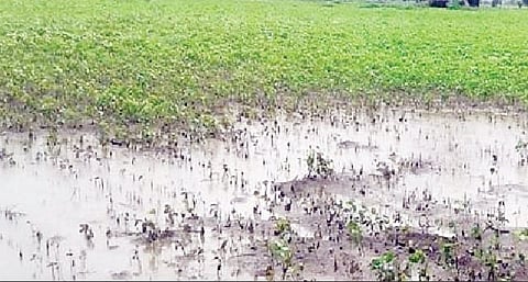 उंडवडी सुपेसह (बारामती) आजूबाजूच्या परिसरात शेतात साठलेले पावसाचे पाणी.