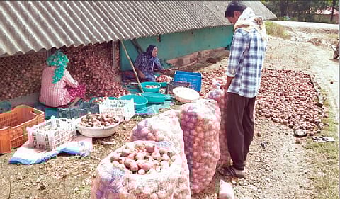 कारफाटा येथे कांदा बाजारपेठेत पाठविण्याची सुरू असलेली लगबग. 