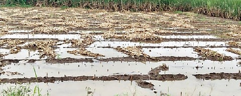 निमसाखर परिसरातील शेतामध्ये पावसाचे पाणी साचून राहिले.