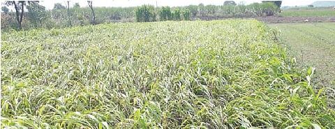 पिंपरखेड परिसरात जोरदार पावसाने झोडपलेले चारा पीक. (छाया : आबाजी पोखरकर)