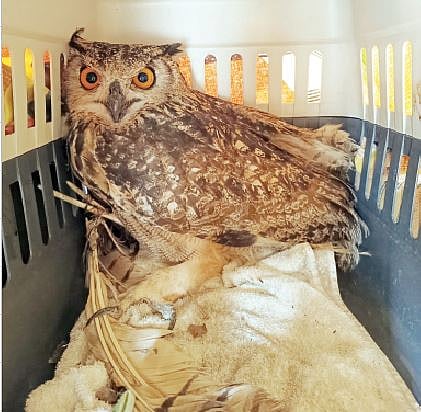 निसर्गप्रेमी व वनविभागाने 
जीवदान दिलेले शृंगी घुबड.
