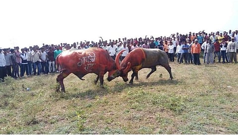 रेड्यांची टक्कर,www.pudhari.news