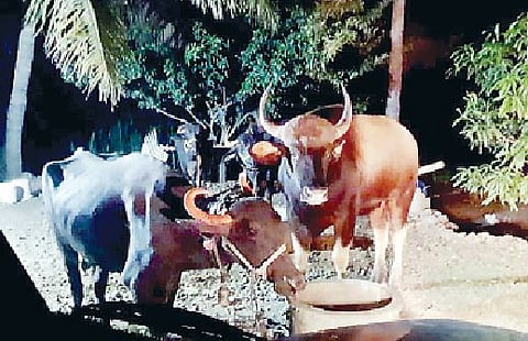 कांदलगावात पाळीव जनावरांजवळ आलेला रानगवा.