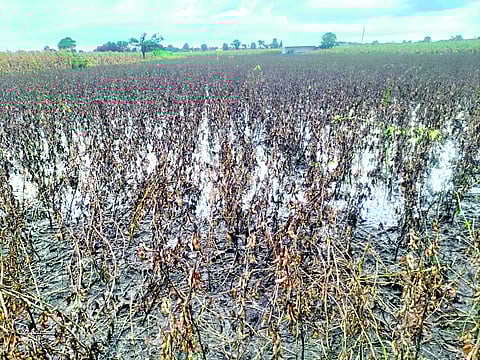 दिंडोरी : सततच्या पावसामुळे खराब झालेले पाडे येथील सोयाबीनचे पीक. (छाया : समाधान पाटील)