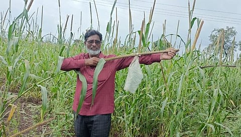 तुर्कस्थान बाजरी,www.pudhari.news