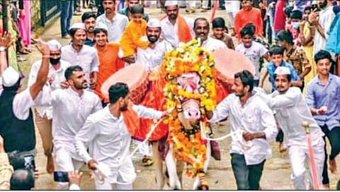 ‘कटल्या’चे रिंगण हेच बेळगावचे वैशिष्ट्यपूर्ण सीमोल्लंघन