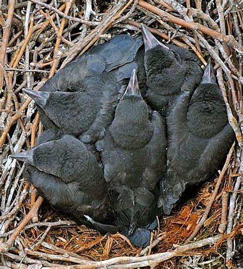 अकोले : वृक्षतोडीत शेकडो पानकावळे मृत्यूमुखी