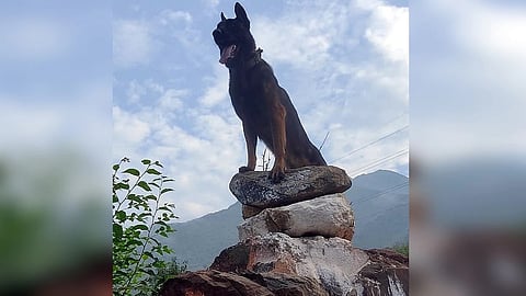 Army Dog Zoom : दहशतवाद्यांच्या गोळीबारात जखमी झालेल्या लष्करी श्वान ‘झुम’चे निधन
