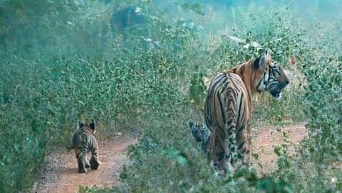 Tadoba Junabai: ताडोबातील ‘झुनाबाई’ बनली १७ बछड्यांची आई; पाचव्यांदा दिला ३ बछड्यांना जन्म