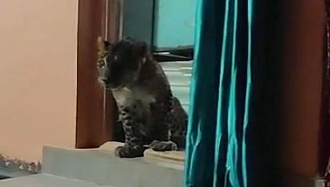 बिबट्या   