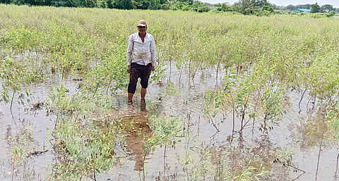 पावसाचे पाणी अजूनही शेतातून निघेना
