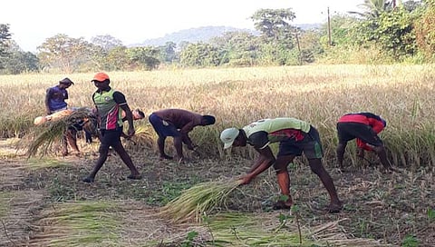 भात कापणी 