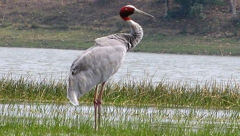 सारस पक्षी    