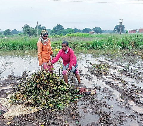 साडेचार महिन्यांत 729 मि.मी. पाऊस ; गेल्या वर्षीच्या तुलनेत अधिक पाऊस