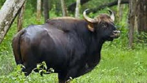 कोल्हापूर : आदमापूर येथील डोंगरावर गव्याचे दर्शन