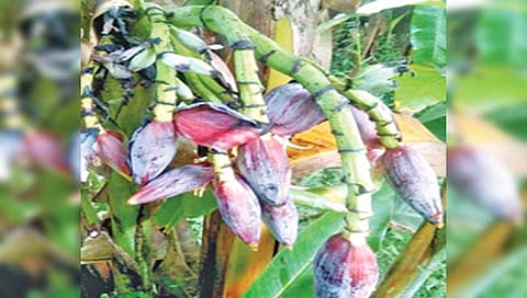 कोकणात निसर्गाचा चमत्कार : एका केळीला तब्बल आठ बोंडे!