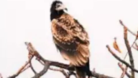 Navi Mumbai : मुरूडच्या गिधाड रेस्टॉरंटमध्ये आढळले ‘दुर्मिळ इजिप्शियन गिधाड’