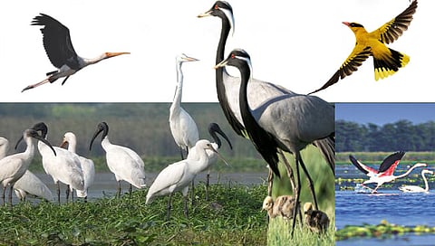 नाशिक : यंदा पक्षीदर्शन सुलभ; विदेशी पाहुण्यांचे आगमन सुरू