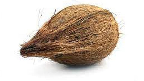 फिरते नारळ परंपरा,www.pudhari.news