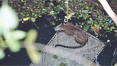 नाशिक : दोन तासांचे अथक प्रयत्न अन् बिबट्याला जीवदान