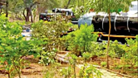 मुंबई : मध्य रेल्वेचे ‘मिशन हिरवळ’ !