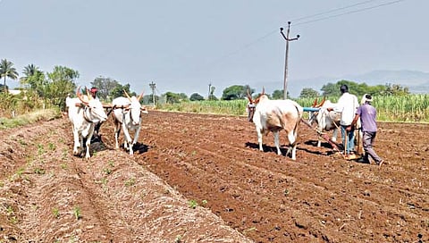 सातारा : बळीराजा शिवारात; मशागती जोमात .. पीक काढणीला वेग