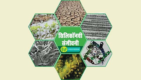 रोपांची शक्ती : सिलिकॉनची संजीवनी