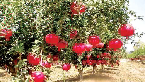 सेंद्रिय पद्धतीने डाळिंब शेती करताय?