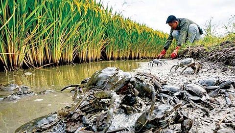 भूमिपुत्र : भातशेतीपुढील खेकड्यांचे आव्हान