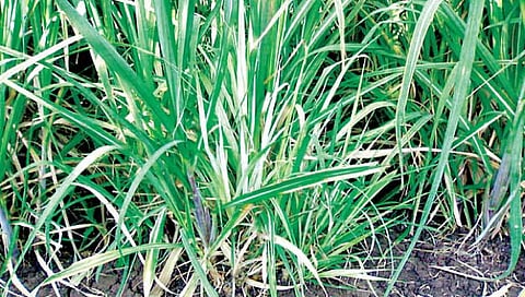 कीड-रोग : उसाचे बेण्याद्वारे पसरणारे रोग आणि नियंत्रण