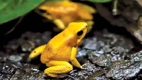 छोटा, सोनेरी बेडूक घेऊ शकतो दहा माणसांचा जीव!