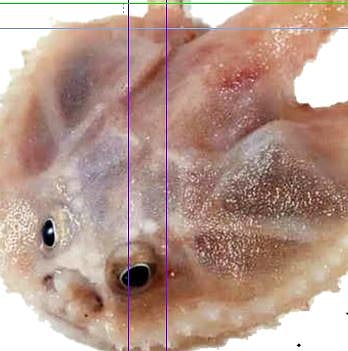 माणसासारखा चेहरा असणारा मासा