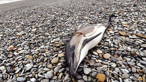 युद्धामुळे डॉल्फिन संकटात?