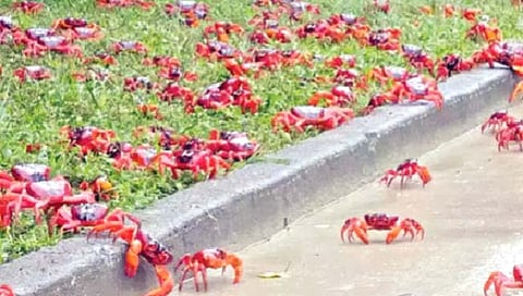 ऑस्ट्रेलियात लाल खेकड्यांचा ‘महापूर’!