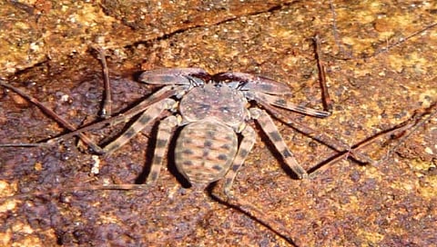 सामाजिक प्रवृत्तीचा ‘कोळी’