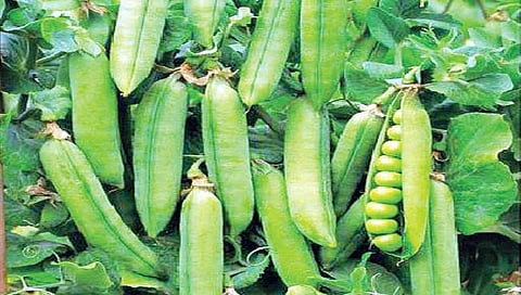 भरघोस उत्पन्न देणारी मटारची नवी प्रजाती विकसित, जाणून घ्या अधिक…